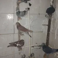 کبوتر پلاکی