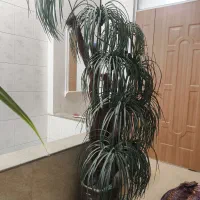 تابلو نقاشی کار دست|تابلو، نقاشی، عکس|شیراز, فرگاز|دیوار