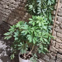 گل های خانگی|گل و گیاه طبیعی|ارومیه, |دیوار