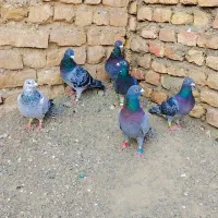 جوفت گاه المانی|پرنده|رضویه, |دیوار