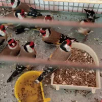 سهره نر عالی به شرط|پرنده|کرج, شاهین‌ویلا|دیوار