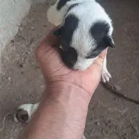 واگذاری توله سگ.سگ
