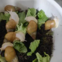 حلزون مولد|خزنده|تهران, مشیریه|دیوار