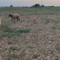 یک عدد ورندیل یا دجیجه ماده|حیوانات مزرعه|امیدیه, |دیوار