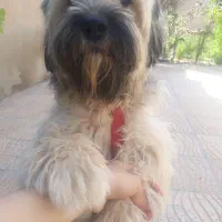 سگ شیتروز