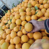 پرتغال ساری