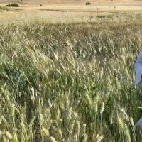 گندم ابی رقم شبرنگ