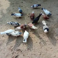 فروش کلی وجزیی کبوتر پرشی وتضمینی|پرنده|لشت نشا, |دیوار