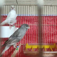 یه جفت قناری