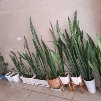 فروش انواع گل های آپارتمانی و خانگی سالم