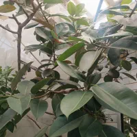 گل فیکوس سه متری|گل و گیاه طبیعی|اصفهان, براآن شمالی|دیوار