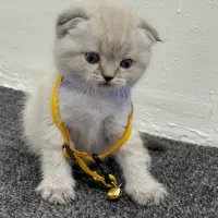 توله گربه اسکاتیش هیمالین