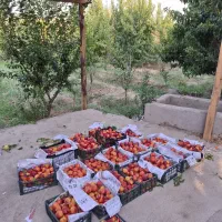 باغچه 435 متری رامجین/سهیلیه/چهاردیواری/چسب بافت|فروش زمین و ملک کلنگی|کرج, گوهردشت|دیوار