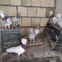پرنده.کبوتر طوقی.سینه ای .شامی خطی