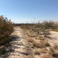 زمین پسته ای در محدوده فتح اباد شهرستان زرند