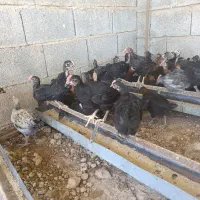 جوجه خروس محلی