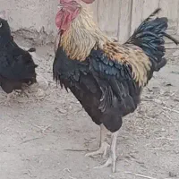 خروس|حیوانات مزرعه|تربتحیدریه, منظر|دیوار