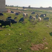 بز وبیگ|حیوانات مزرعه|دزفول, |دیوار