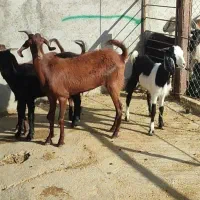 بز نژدی|حیوانات مزرعه|بهبهان, |دیوار