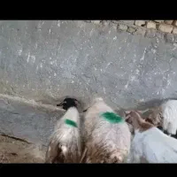 بز بزغاله دار و میش و بز