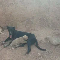 سگ سرابی