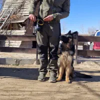 اموزش سگ/ مربی سگ/ تربیت سگ