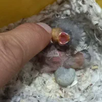 چال سهره قناری سرلاکی