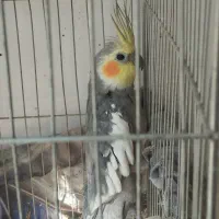 عروس هلندی نر