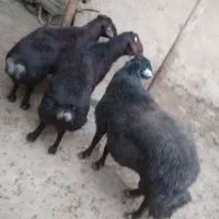 گوسفند جوان بره ماده پنج ارس|حیوانات مزرعه|تکاب, |دیوار