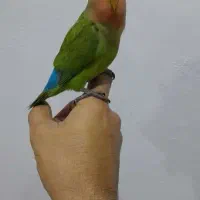 طوطی کوتوله برزیلی|پرنده|بندر انزلی, آذربایجان|دیوار