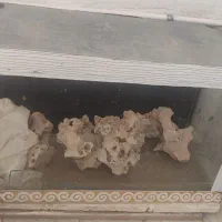 اکواریوم