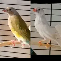 1 جوجه فنچ گلدین سبز و 1 جوجه فنچ زبرا