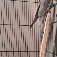 پرنده عروس هلندی|پرنده|مشهد, قائم|دیوار