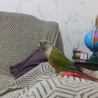 گمشده