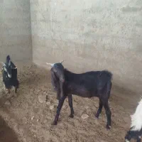 بزغاله نر پاکستانی