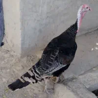 بوقلمون نرو ماده 3میلیون خاش هستن