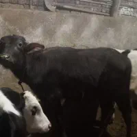 یک راس بالاخ ماده گوساله گاومیش