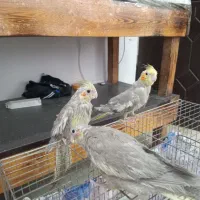 طوطی هلندی|پرنده|لشت نشا, |دیوار