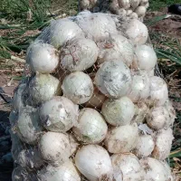 اجاره زمین کشاورزی|خدمات باغبانی و درختکاری|جیرفت, |دیوار