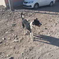 سگ قدرجونی|سگ|سلفچگان, |دیوار