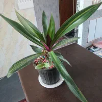 کاکتوس و  بید بنفش ( موسی در گهواره)