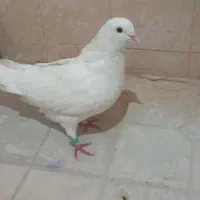 کبوتر|پرنده|شادگان, |دیوار