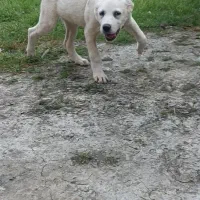 توله نر آلابای