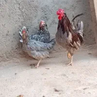 مرغ گلین|حیوانات مزرعه|اهواز, اسلام آباد غربی|دیوار