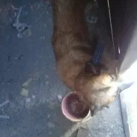 واگذاری سگ بازیگوش و باهوش