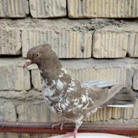 کبوتر