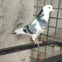 کبوترگمشده|حیوانات|کرج, کلاک نو|دیوار