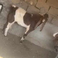 یک تکه پاکستانی