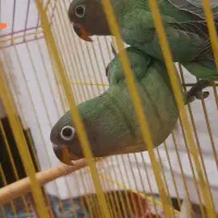 کوتوله های برزیلی خوشگل|پرنده|جیرفت, |دیوار