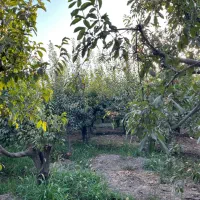 ۵۰۰ مترباغ سند دار عرب اباد چهل باغ